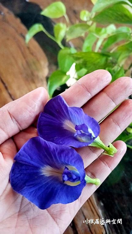 Chuan Ya Ju Homestay Qishan Ngoại thất bức ảnh